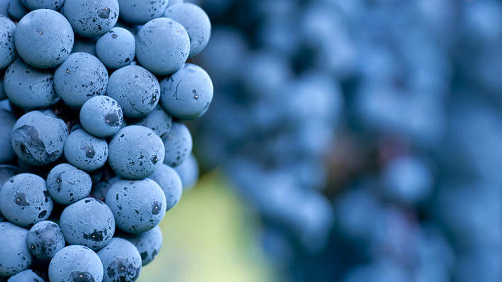 Weinwissen Domina