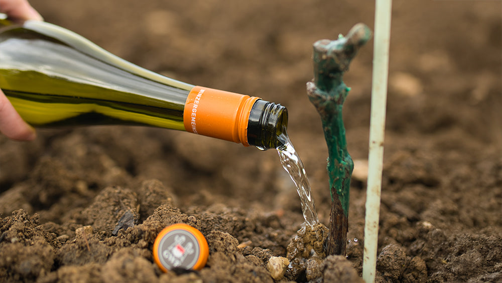 PiWi-Rebsorten – Neue Weine für mehr Nachhaltigkeit und Genussvielfalt