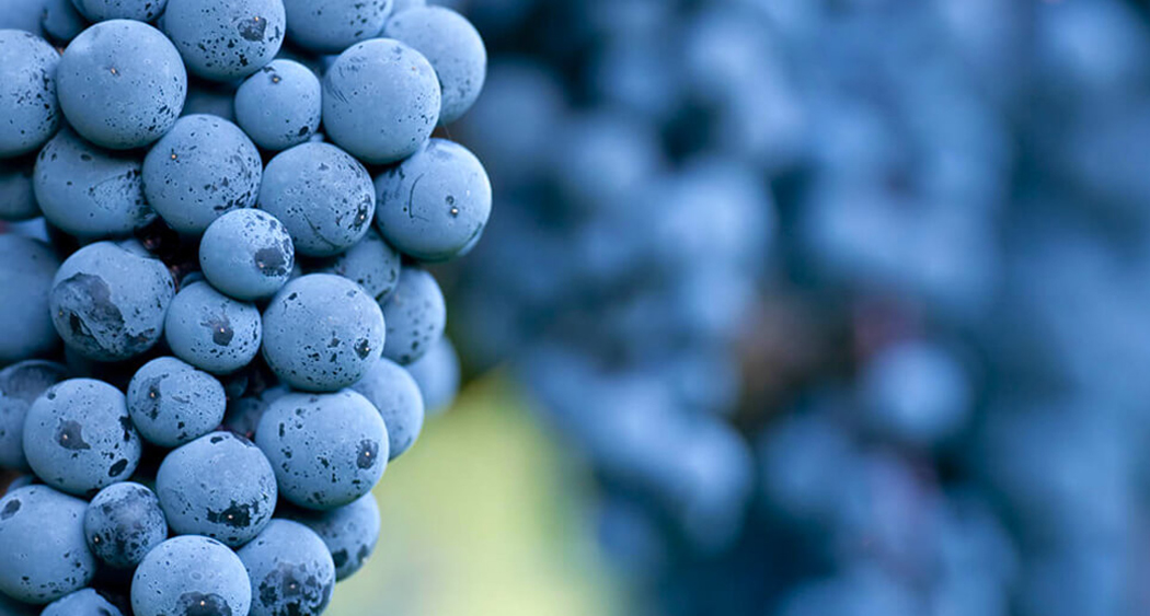 Weinwissen Domina