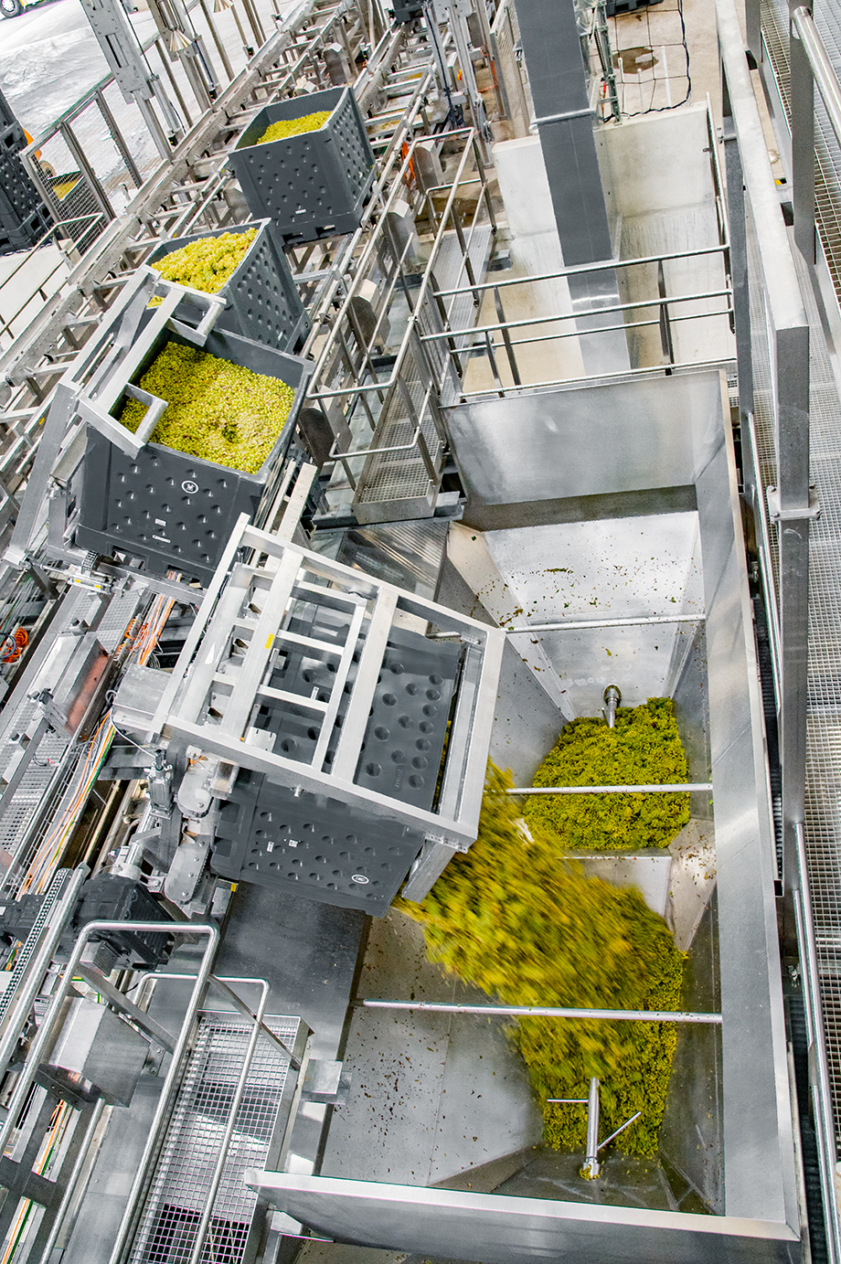 Traubenanlieferung an der Kelterstation der 360 WeinService GmbH – Trauben kommen frisch an